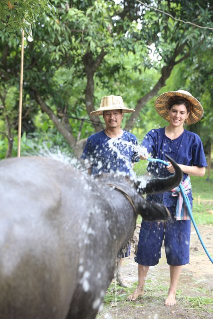 Chiang Mai: Thai Buffalo and Rice Planting Experience - Key highlights you should care about