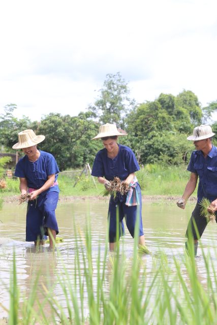 Chiang Mai: Thai Buffalo and Rice Planting Experience - Small group size: why 10 participants feels better here