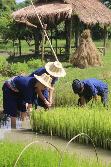 Chiang Mai: Thai Buffalo and Rice Planting Experience - A Buffalo and Rice Lesson at Hang Tueng Farm