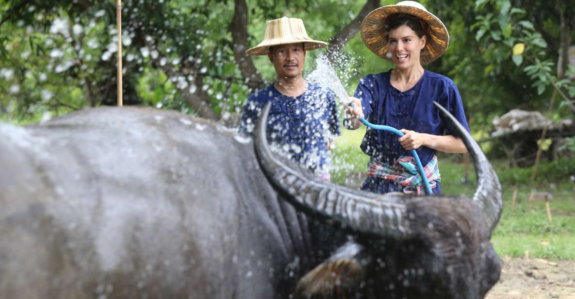 Chiang Mai: Thai Buffalo and Rice Planting Experience - Feeding Riam Thai buffalo: grass, tools, and real farm energy