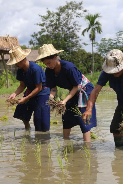 Chiang Mai: Thai Buffalo and Rice Planting Experience - Rice planting the traditional way: nursery mud and kick-off-the-mud technique