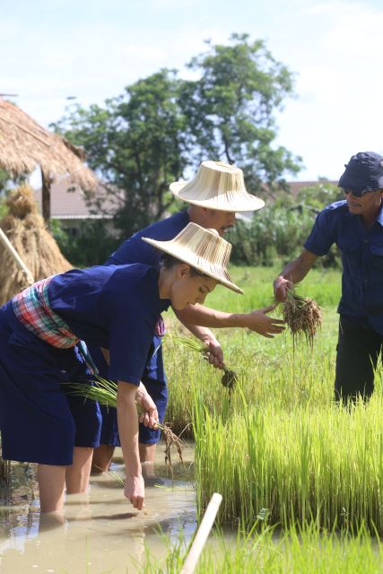 Chiang Mai: Thai Buffalo and Rice Planting Experience - Cost and value: is $57 worth 150 minutes of farm work?