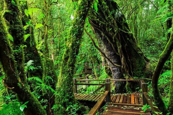 Chiang Mai to Doi Inthanon Full Day Shared Tour - Why Doi Inthanon earns the Roof of Thailand nickname