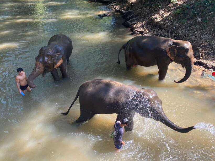 Chiang Mai Untouched Elephant: Nature Walk & Waterfall Trek - The big idea: a mahout life day, not an elephant show