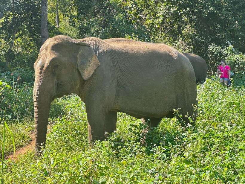 Chiang Mai Untouched Elephant: Nature Walk & Waterfall Trek - The mud spa and bath at the river