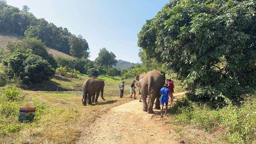 Chiang Mai Untouched Elephant: Nature Walk & Waterfall Trek - Afternoon in the village: help with small tasks, or just relax