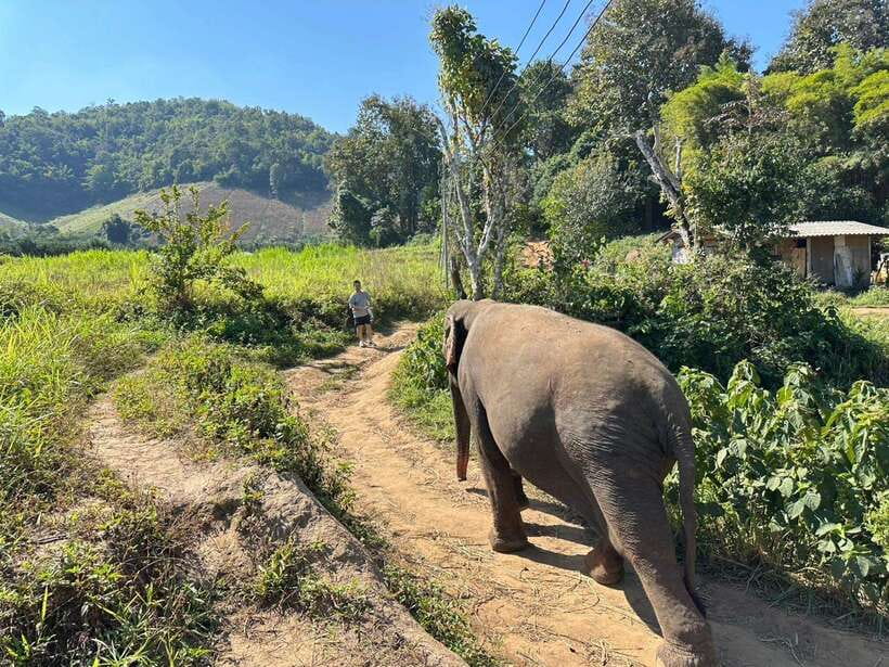 Chiang Mai Untouched Elephant: Nature Walk & Waterfall Trek - Who should book (and who should skip)