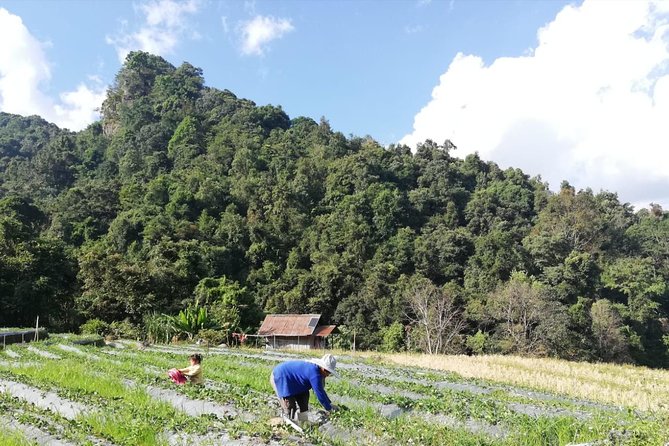 Doi Inthanon Day Trip:Twin Pagodas,Soft Hiking,Coffee Plantation - Twin Royal Stupas: King-and-Queen pagoda views you’ll remember