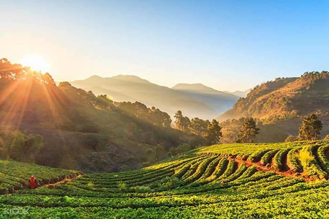 Doi Inthanon Discovery Tour: Waterfalls, Villages & Highest Peak - Mae Klang Luang Coffee House: village life with mountain views