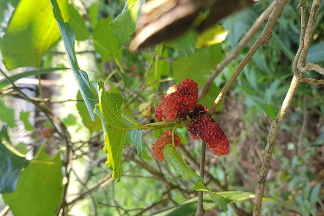 Doi inthanon National Park + 2Hour Fantastic Trekking with Lunch - Admission Fees, Insurance, and the Guide Team