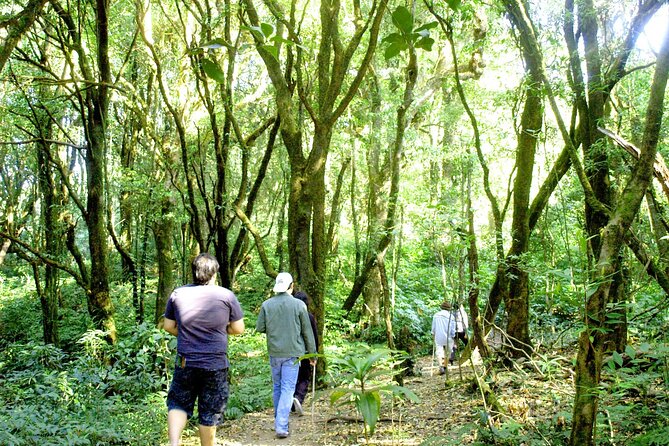 Doi Inthanon National Park, Waterfall & Royal Project Day Tour From Chiang Mai - Getting to Doi Inthanon Fast: the 8am pickup and small-group van