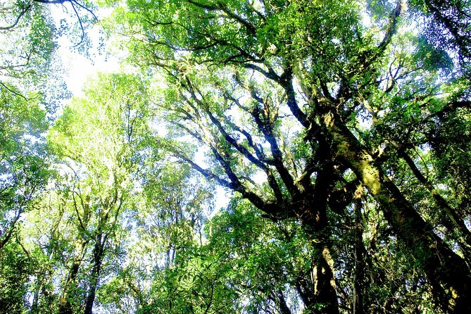 Doi Inthanon National Park, Waterfall & Royal Project Day Tour From Chiang Mai - Baan Klang Luang hill-tribe visit: Hmong and Karen culture plus coffee tasting
