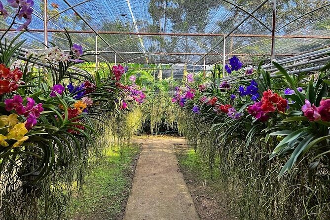 Doi Suthep Temple, Pha Lat Temple, Sticky Waterfall, Orchid farm - Private tour energy: guide quality, safety, and pacing that feels personal