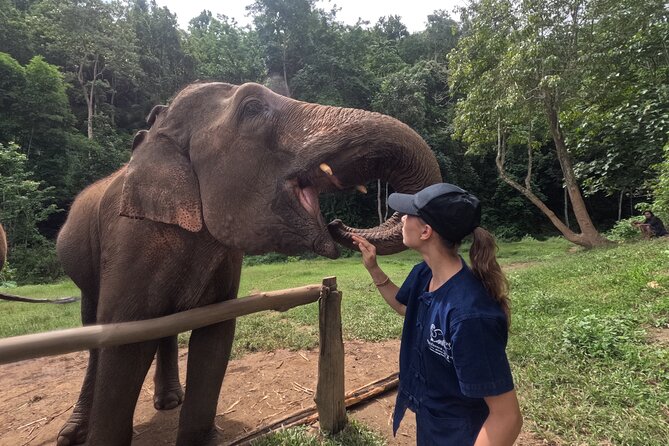 Elephant care program at CHIANGMAI ELEPHANT CARE - Key things to know before you go