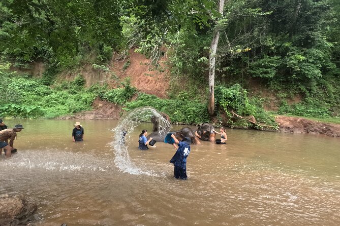 Elephant care program at CHIANGMAI ELEPHANT CARE - Half-day timing in Chiang Mai, with pickup that actually helps