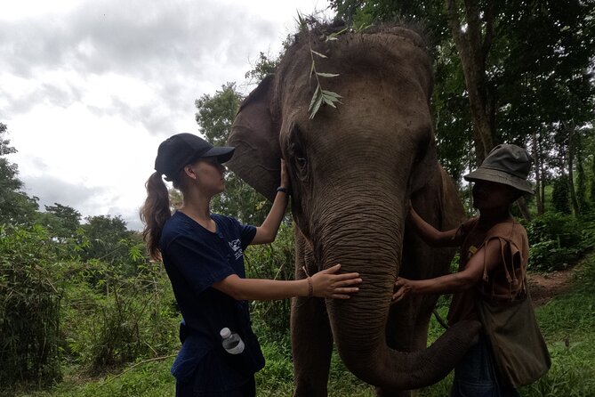 Elephant care program at CHIANGMAI ELEPHANT CARE - Lunch at the right time, not as an afterthought