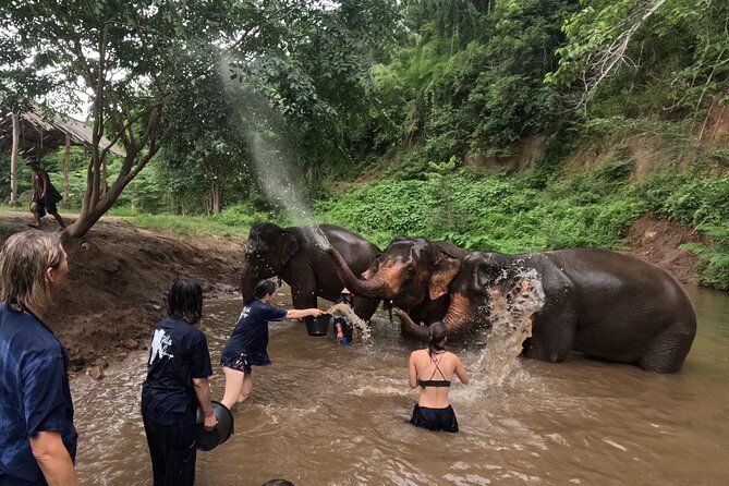 Elephant care program at CHIANGMAI ELEPHANT CARE - Guides and small group size: the difference you feel