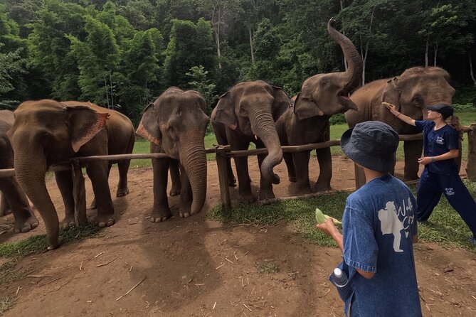 Elephant care program at CHIANGMAI ELEPHANT CARE - Weather, cancellations, and the “real world” elephant schedule