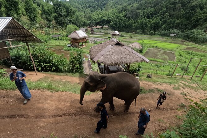 Elephant care program at CHIANGMAI ELEPHANT CARE - What you’ll do in the morning: drive, briefing, then roaming time