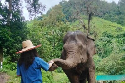 Elephant Experience and Hidden Jungle Waterfall Chiang Mai - E-co Adventure Camp: rescued elephants and no-riding interaction