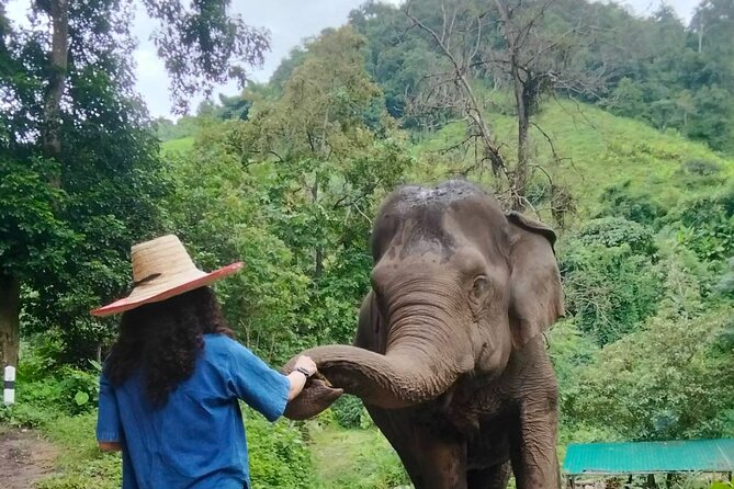 Elephant Experience and Hidden Jungle Waterfall Chiang Mai - E-co Adventure Camp: rescued elephants and no-riding interaction