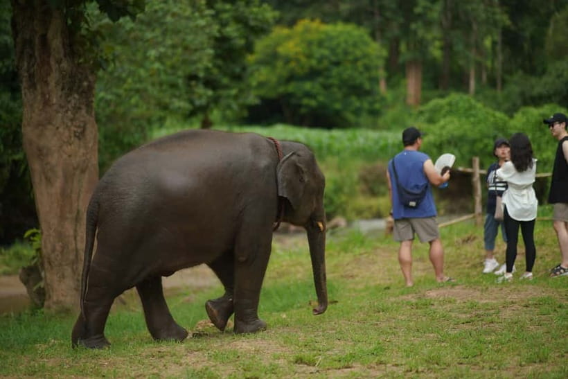 Elephant Habitat Park Feeding Entry & Rafting Van Transfer - What to Bring: Make the Day Comfortable (and Wet-Ready)