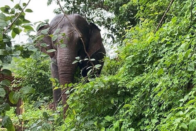 Elephant Sanctuary, Wat Ban Den & Sticky Waterfall - Key highlights you’ll feel right away