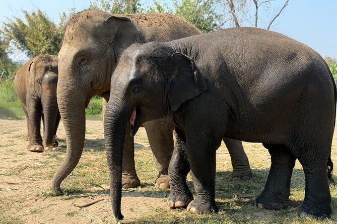 Elephant Sanctuary, Wat Ban Den & Sticky Waterfall - Why this Chiang Mai combo makes sense