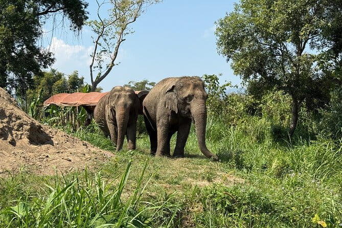 Elephant Sanctuary, Wat Ban Den & Sticky Waterfall - Wat Ban Den: blue rooftops, gold pagodas, and quiet Lanna details