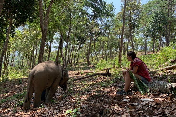 Elephant Sanctuary, Wat Ban Den & Sticky Waterfall - Guides matter: Limmy and Pai keep the day calm and well-paced