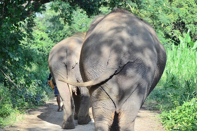 Experience Elephant Sanctuary + Sticky Waterfall - Key highlights worth knowing