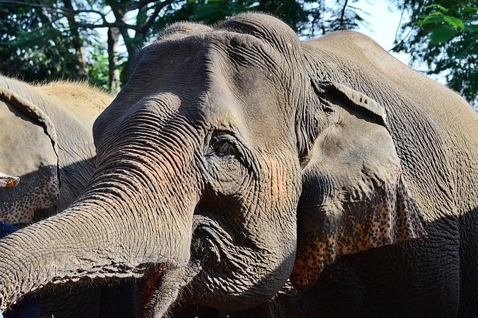 Experience Elephant Sanctuary + Sticky Waterfall - Elephant Sanctuary and Sticky Waterfall in One Chiang Mai Day
