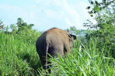Experience Elephant Sanctuary + Sticky Waterfall - Pickup, Timing, and Private-Feeling Logistics