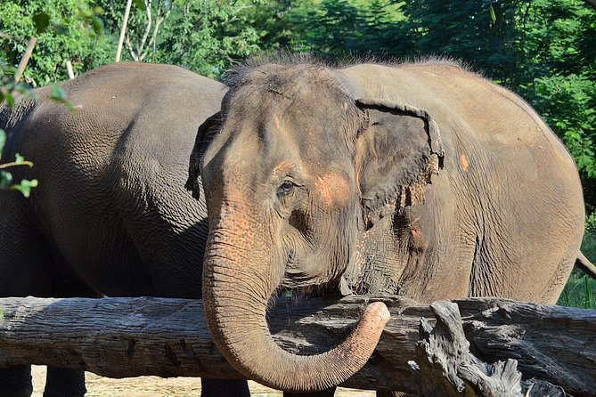 Experience Elephant Sanctuary + Sticky Waterfall - Sticky Waterfall Climb: How Wet and How Fun