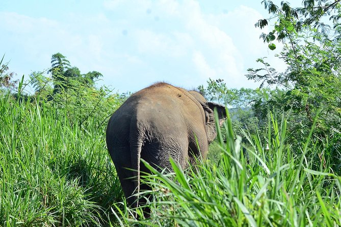 Experience Elephant Sanctuary + Sticky Waterfall - Pickup, Timing, and Private-Feeling Logistics