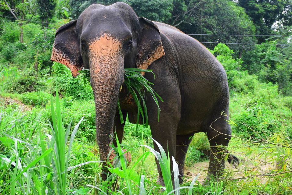 From Chiang Mai: Elephant Care Program and Nursery Tour - Quick hits before you go