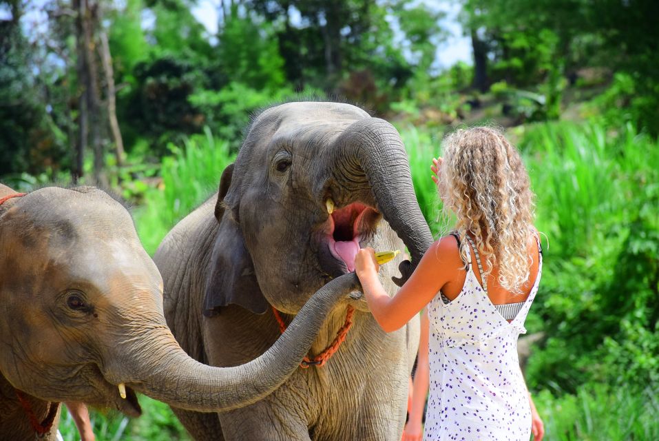 From Chiang Mai: Elephant Care Program and Nursery Tour - Guides, elephant specialists, and what you learn