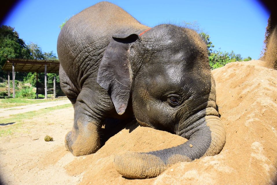 From Chiang Mai: Elephant Care Program and Nursery Tour - Where this elephant care program takes place