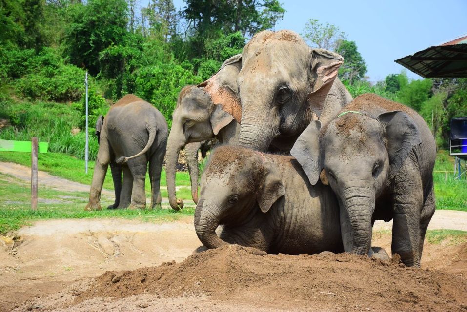 From Chiang Mai: Elephant Care Program and Nursery Tour - Bathing, washing up, and getting comfortable again