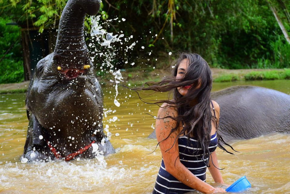 From Chiang Mai: Elephant Care Program and Nursery Tour - Thai buffet lunch: vegetarian-friendly and actually satisfying