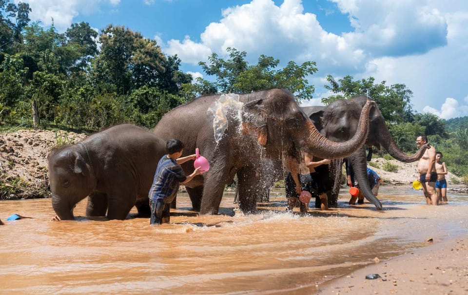 From Chiang Mai: Kerchor Eco Elephant Park Tour - Price and value: is $48 worth it?