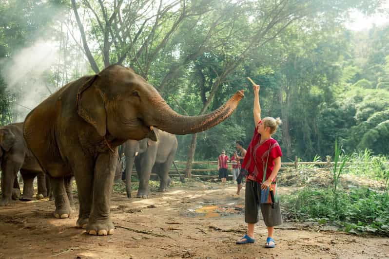 From Chiang Mai: Kerchor Eco Elephant Park Tour - Entering the day: Chiang Mai pickup and your 5.5-hour time window