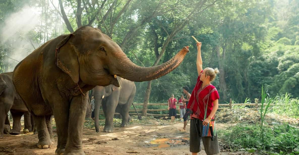 From Chiang Mai: Kerchor Eco Elephant Park Tour - Elephant time without feeling rushed: feeding, walking, and muddy play