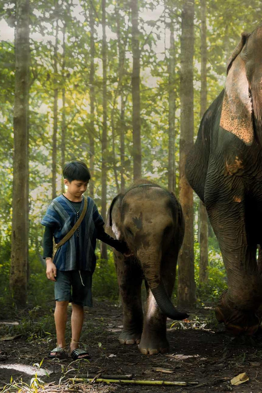 From Chiang Mai: Kerchor Eco Elephant Park Tour - The stream bath: what it’s like to bathe one elephant