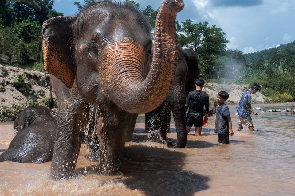 From Chiang Mai: Kerchor Eco Elephant Park Tour - Baby elephant moments and photo flow: how to get great pictures