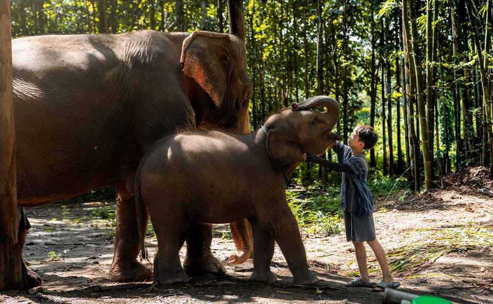 From Chiang Mai: Kerchor Eco Elephant Park Tour - Park atmosphere: Karen community ties and a more human scale