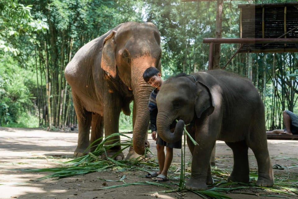 From Chiang Mai: Kerchor Eco Elephant Park Tour - Eco-friendly care: what the park’s approach means for you
