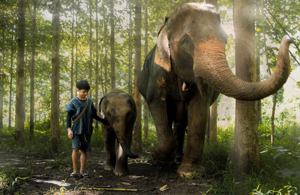 From Chiang Mai: Kerchor Eco Elephant Park Tour - Kerchor orientation: the conservation talk that sets the tone