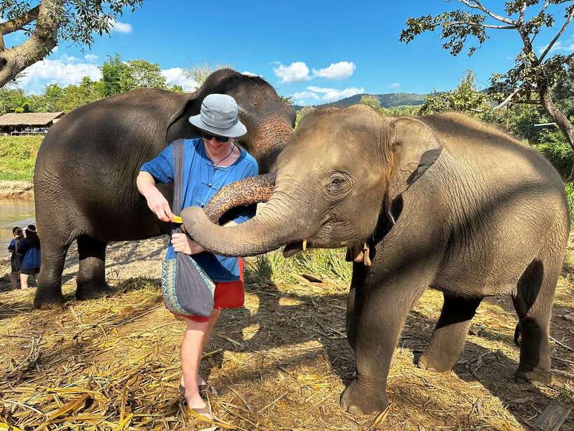 From Chiang Mai: Living Green Elephant Sanctuary Tour - Key highlights worth your time