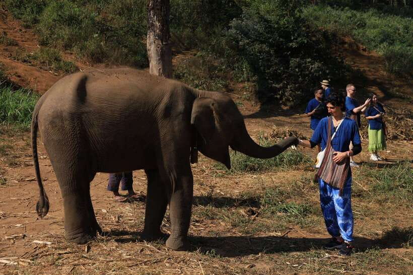 From Chiang Mai: Living Green Elephant Sanctuary Tour - Ethical elephant time near Chiang Mai: what makes Living Green different